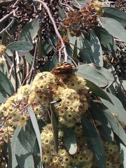 Vanessa cardui