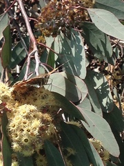 Vanessa cardui