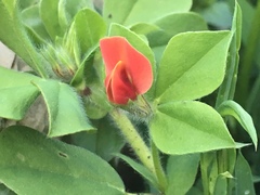 Lotus tetragonolobus