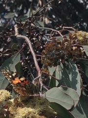 Vanessa cardui