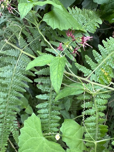 Vincetoxicum sublanceolatum iNat (3)