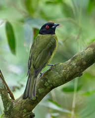 Black-Headed Berryeater photo 2