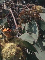 Vanessa cardui