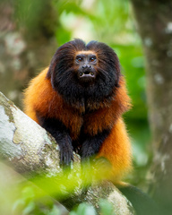 Black-Faced Lion Tamarin photo 2