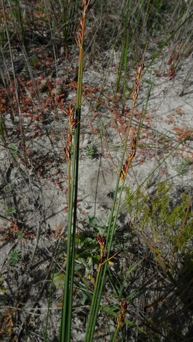 Image of Ficinia secunda by (c) Paul Emms, some rights reserved (CC BY-SA)