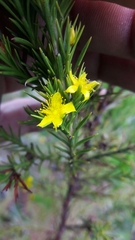 Hypericum juniperinum