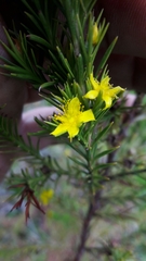 Hypericum juniperinum