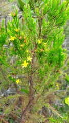 Hypericum juniperinum