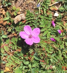 Erodium cicutarium