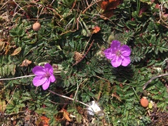 Erodium cicutarium
