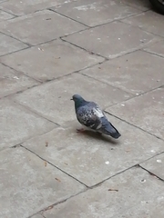 Columba livia domestica