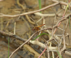 Erythrodiplax justiniana