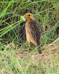 Macronyx capensis colletti