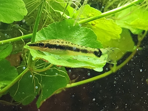 Dwarf sucker catfish (Otocinclus vittatus) — Loricariidae
