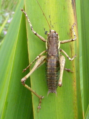 Rhacocleis annulata