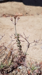 Chorizanthe paniculata