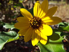 Helianthus debilis