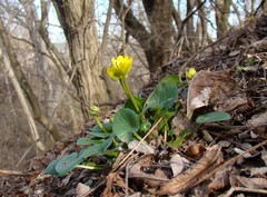 Ficaria verna calthifolia