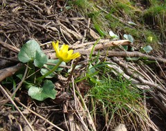 Ficaria verna calthifolia
