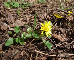 Ficaria verna calthifolia