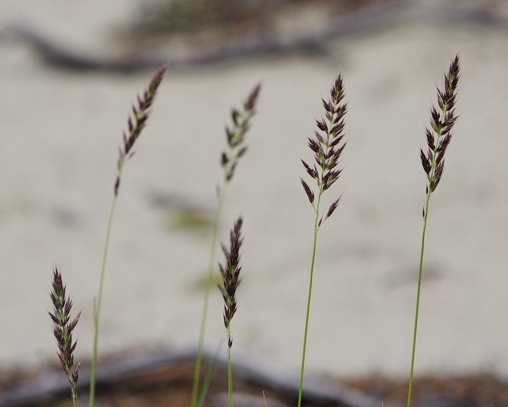 Purple Reedgrass