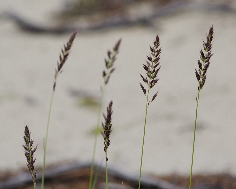 Calamagrostis purpurascens