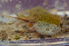 Lepidurus packardi