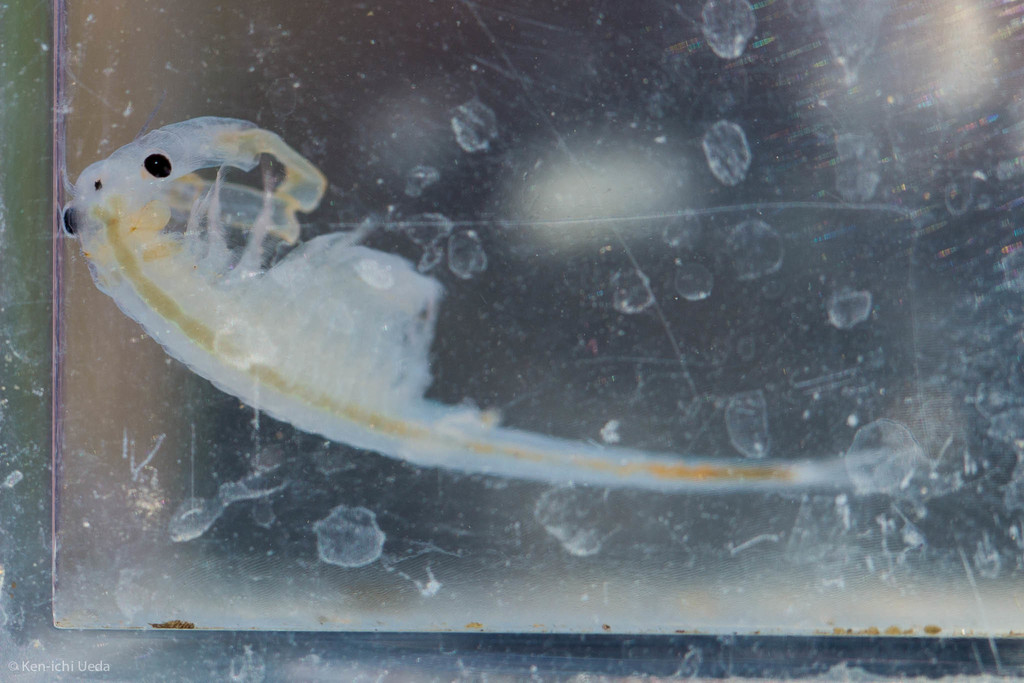 Conservancy Fairy Shrimp