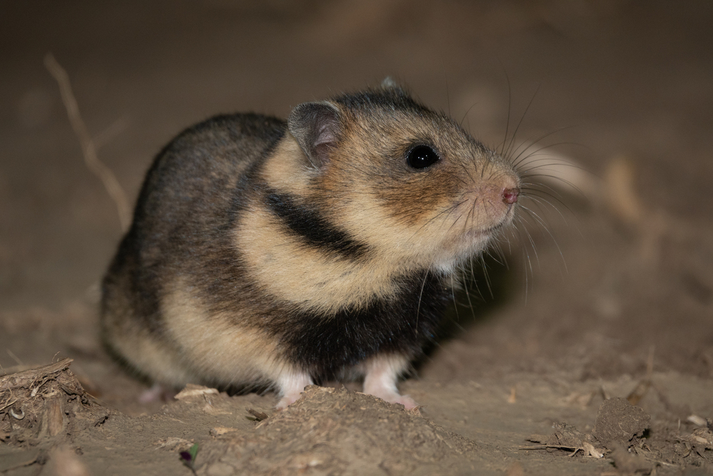 Romanian Hamster