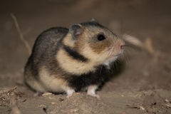 Romanian Hamster photo 2