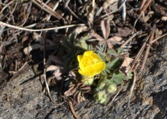 Potentilla verna