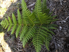 Pteridium aquilinum feei