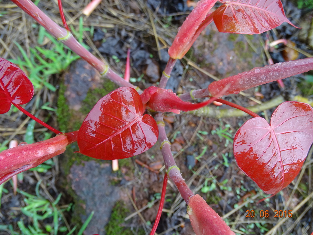 Peepal Tree Sapling