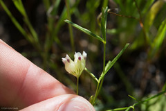 Trifolium depauperatum