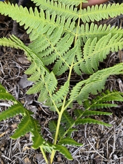 Pteridium aquilinum feei