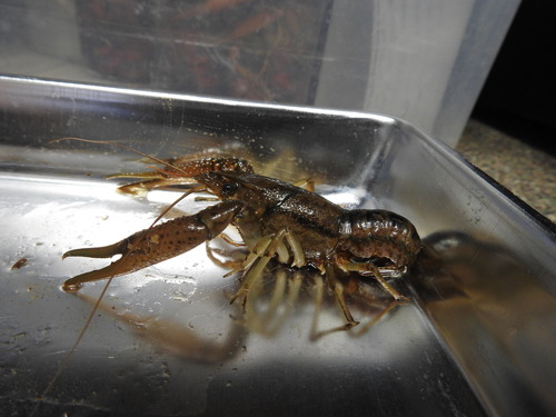 Procambarus hayi