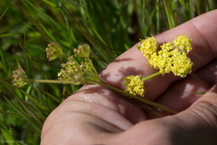 Lomatium utriculatum