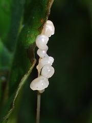 Resinomycena