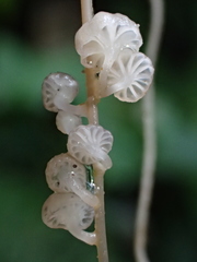 Resinomycena