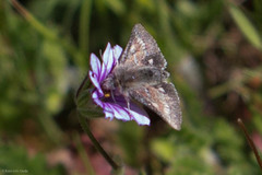 Schinia pulchripennis