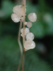 Resinomycena