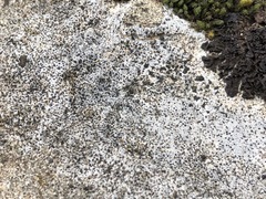 Bagliettoa calciseda