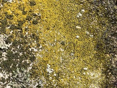 Flavoplaca citrina