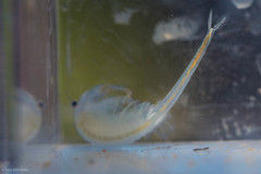 Branchinecta conservatio