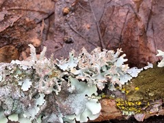 Pseudevernia furfuracea