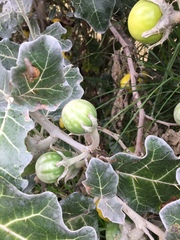 Solanum marginatum