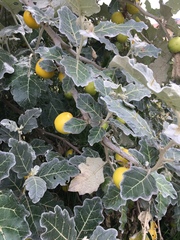 Solanum marginatum