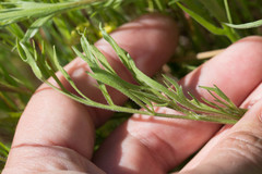 Lomatium utriculatum