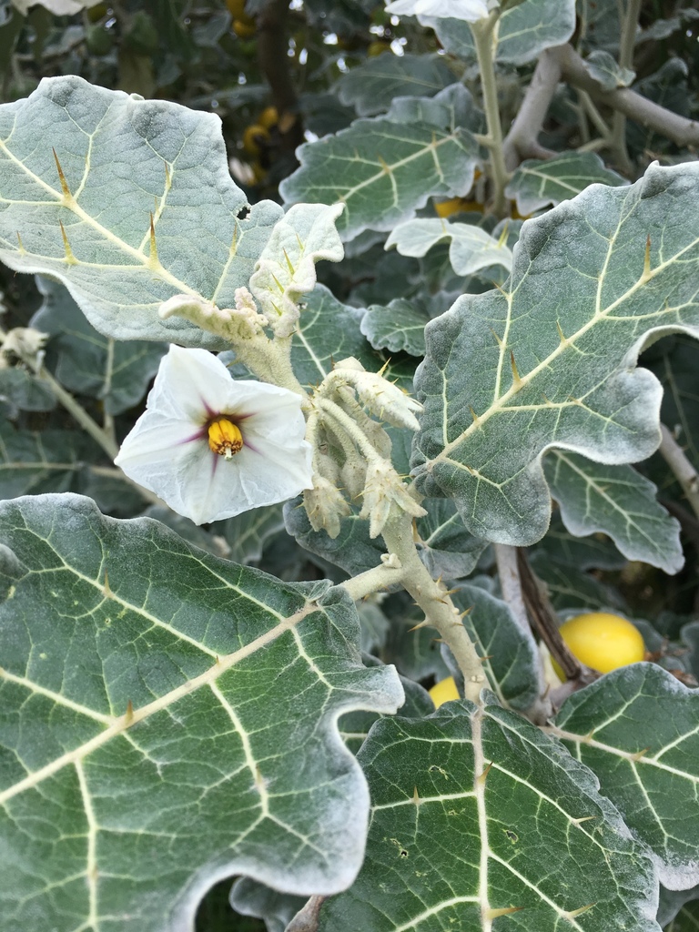white-margined nightshade