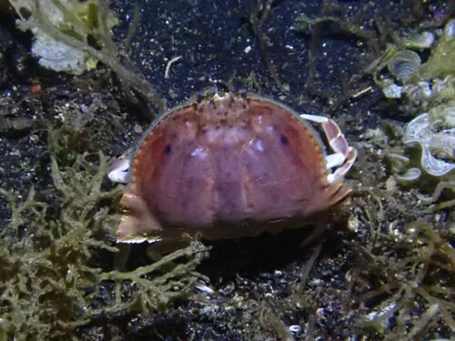 Calappa clypeata observed 2023-09-26
